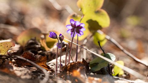 Laupäeval tuleb päikeseline ilm ja sooja on kuni 13 kraadi