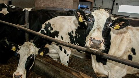 TAPATALGUD ⟩ Siberis ja mujal Venemaal käib erioperatsioon lehmade vastu