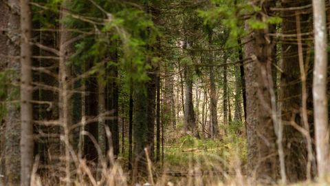 Uus reegel: kui unustad kirjale vastata, võetakse su maa kaitse alla