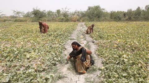 MINIVIKTORIIN ⟩ Milline 18. sajandil Eestisse jõudnud teravili pälvis oma nime rahvalt, kes ta sisse tõid?