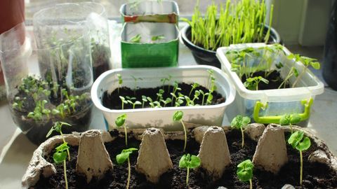 NIPPE ⟩ Tee ise külvipott