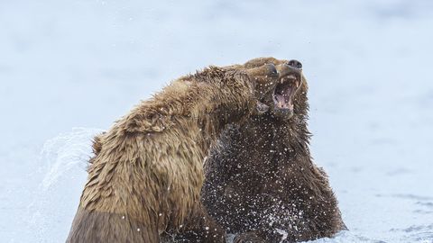 MINIVIKTORIIN ⟩ Milline loom on Eesti suurim imetaja?