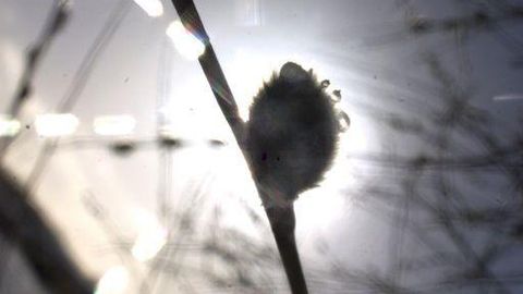 KEVADE ALGUS ⟩ Tänane tuul ennustab suvist ilma