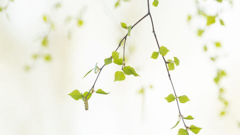 Saabunud kevad võib muuta mobiillevi kehvemaks. Miks?