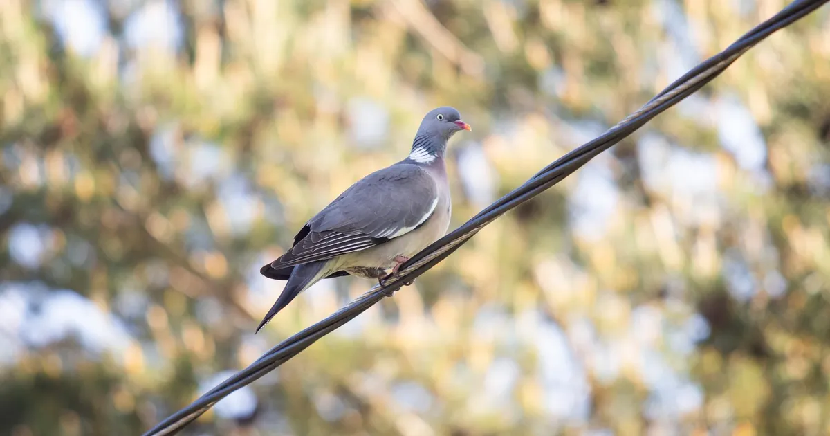 Kas teate, mitu tuvi mullu kütiti?