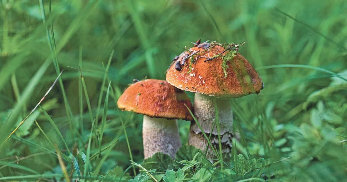 Tšornobõli pärand elab seentes edasi: Soome suuruuring näitab kiirgustasemete langust, Eestis on olukord veelgi parem