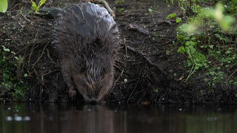 Rahvuspargis on koprad asunud inimesi ründama