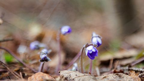 Pühapäev tuleb olulise sajuta