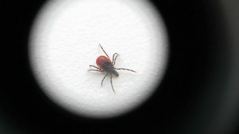 Puugihaiguse vaktsineerimisskeemis tehti sellest aastast muudatus