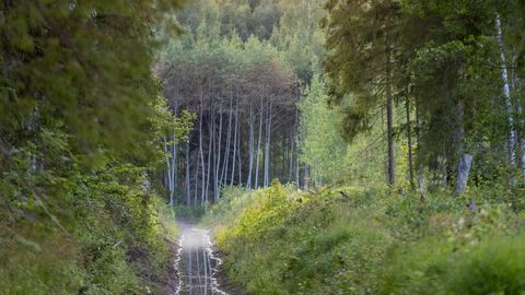 HOMNE EESTI ⟩ Kertu Kändla: Kui vaid homme siin enam ei lendaks murelinde