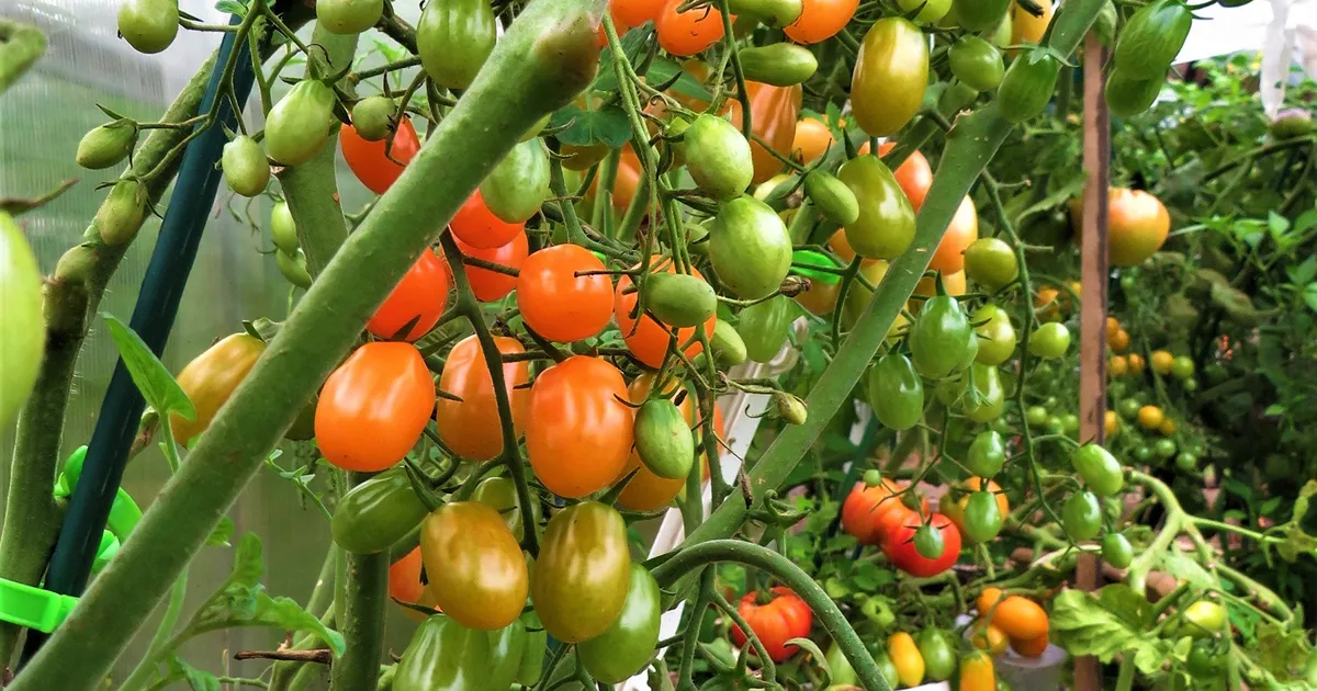 Kui palju tuleks tomatitelt lehti eemaldada?