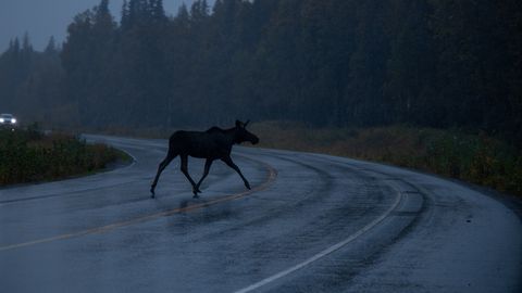SURMALÕKS MAANTEEL ⟩ noored põdrad ohustavad autojuhte