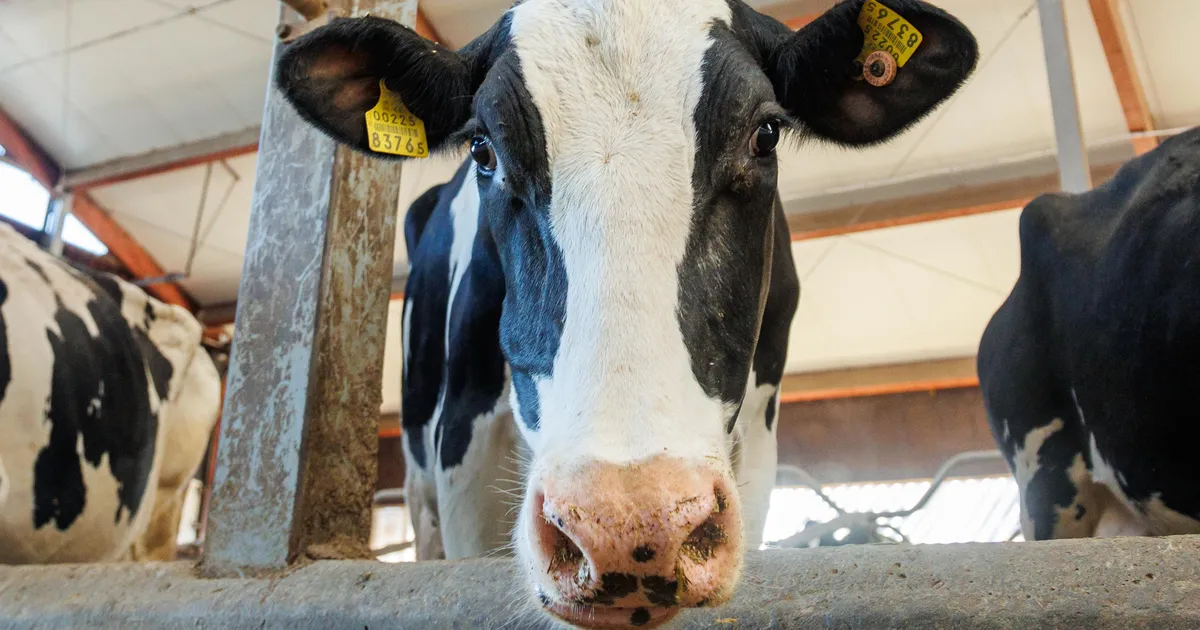 Karjakontrollid on osa toiduohutuse alusest. Miks ja kuidas?