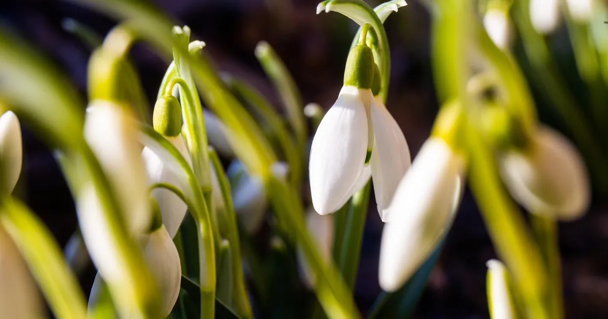 Neljapäeval paistab päike ja sooja tuleb kuni seitse kraadi