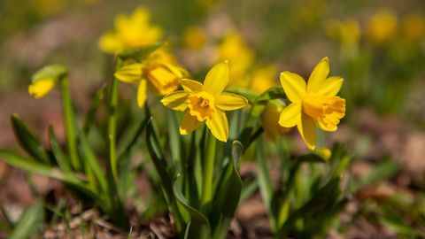Lähipäevil tuleb kuni 19 kraadi sooja