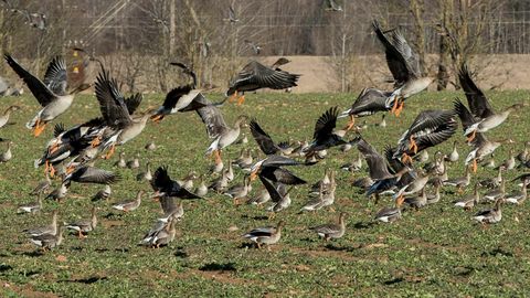 Hanelistele tohib jahti pidada ka sel kevadel