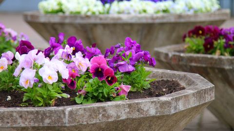 Kas võõrasemad võib juba välja istutada?