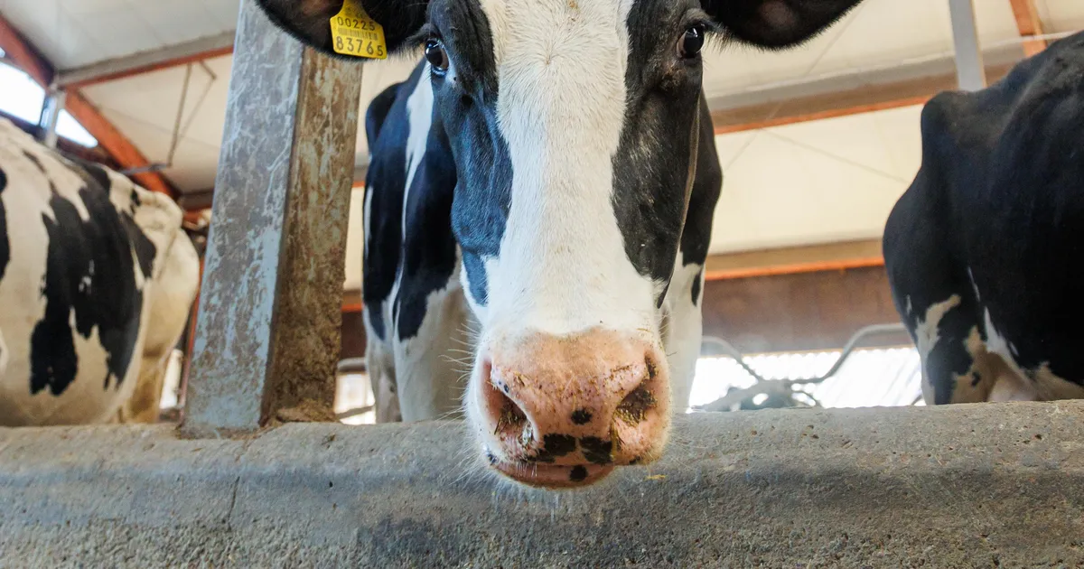 Maaelu Edendamise Sihtasutus: E-Piimal on vaja omanikku, kes tasub tootjatele võlad ja käivitab tehase