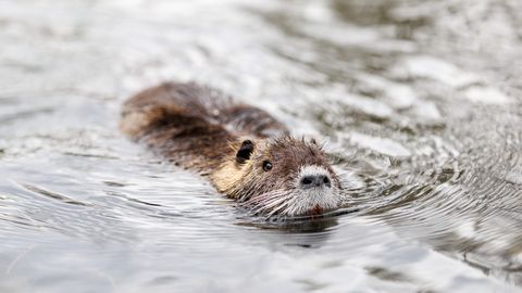 FOTOD ⟩ Nagu saemees metsas: kobras langetas Lääne-Virumaal kolm puud