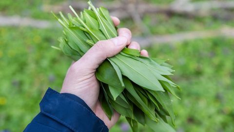 LOODUSKALENDER ⟩ Alanud on karulauguhullus!