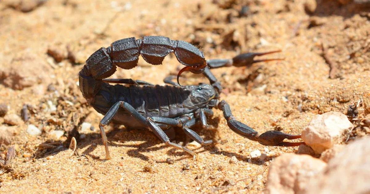 450 miljonit aastat ellujäämist: metallidega tugevdatud skorpionid annavad uusi vihjeid evolutsioonile