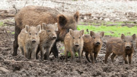 Droonid, katk või püssid? Mis ajab metssead rändama?