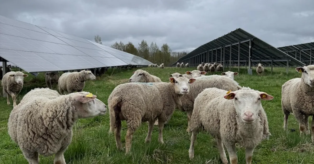 Eesti teadlased: väärtuslik lambavill läheb Eestis raisku