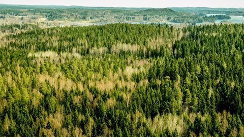 Läti ostis Rootsi omanikelt tagasi pea 5000 hektarit metsamaad