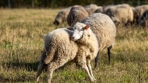 Moslemite halal-liha tootmine Eestis tekitab erimeelsusi