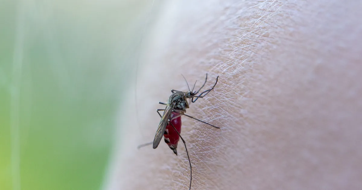 Kuiv kevad tõotab erakordselt sääsevaest aastat