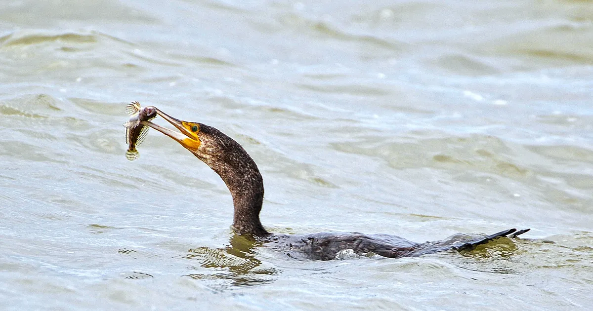 Eesti ja Rootsi ministrid tahavad kormoranide arvukuse piiramist