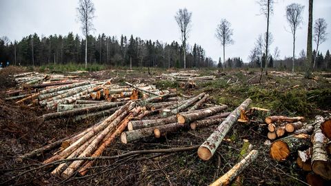 Erametsaliit: rohevõrgustike piirangud vajavad leevendamist