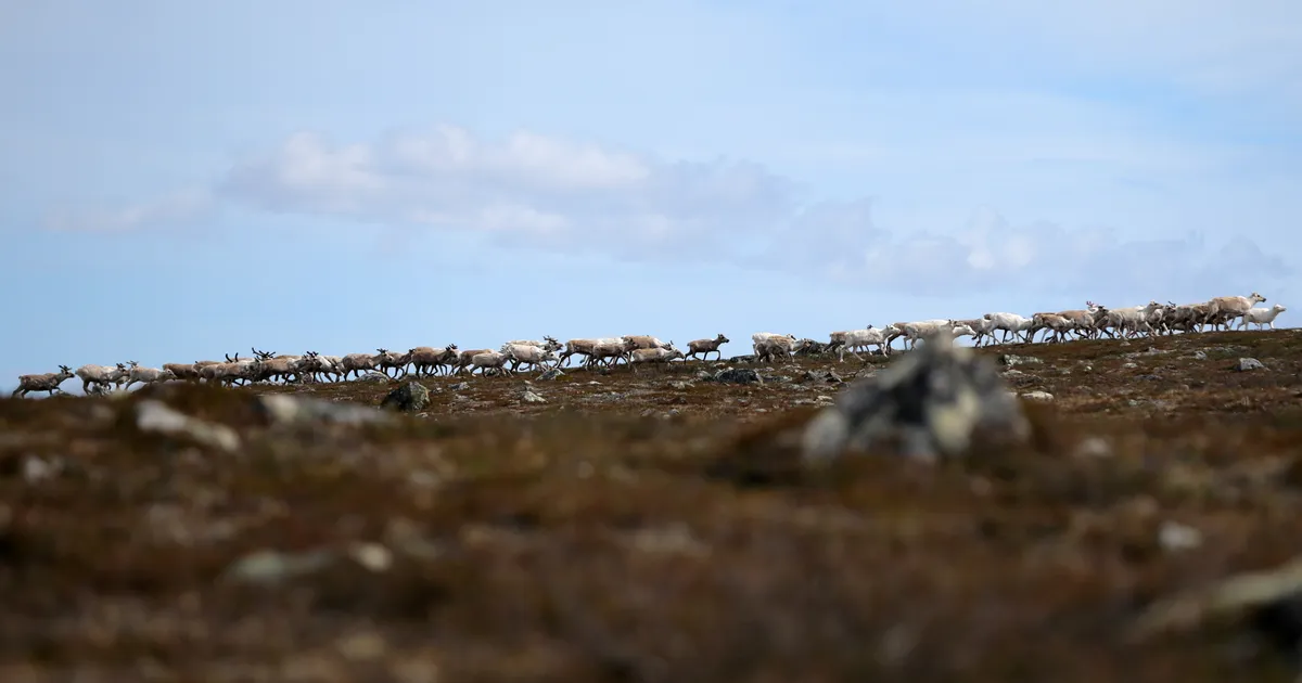 Norras registreeriti põhjapõtrade väga ebatavaline suremus