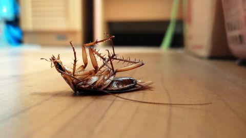 MAIT RUNGI ⟩ Putukate maailmas ei alga paaritumine küünlavalges veiniga, vaid sageli vägivallaga