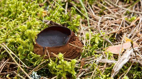 TEADUSE TERAD ⟩ Tänavune aasta seen on väga omapärase välimusega