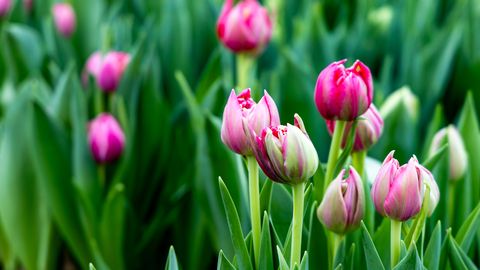 PÄEVAHOROSKOOP ⟩ 30. aprill: Vähk peaks keskenduma kodusele harmooniale, Kaalud on eriliselt säravad ja enesekindlad