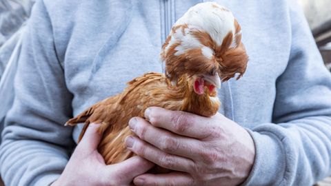 Viimasele jäävad suled: kevade kuumima kauba järele sõidetakse tervest Eestist