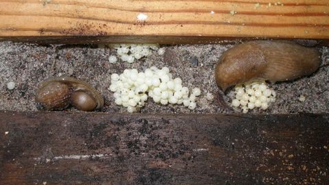 Hispaania teetigude vastu tuleb võitlust alustada just nüüd