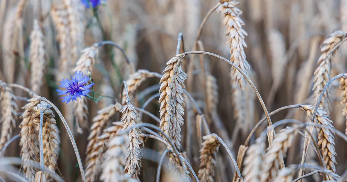 PÄEVAHOROSKOOP ⟩ 30. märts: Skorpionil on partnerlus esmatähtis, Sõnn tunneb end suurepäraselt