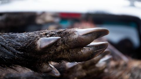 Soomes tuvastati esmakordselt sigade Aafrika katk