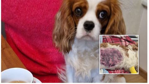 Julmalt läbi pekstud spanjeli asjus alustati menetlust. PTA: suhtume loomade väärkohtlemise juhtumitesse tõsiselt