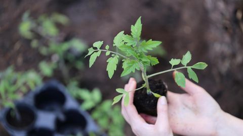 KEVADINE ABC ⟩ Liigne väetamine on taimele saatuslik