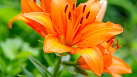 Liilia värv kannab endas sõnumit