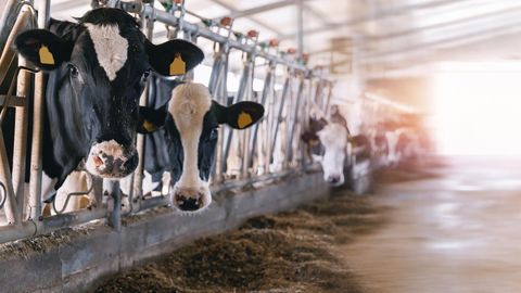 KUIDAS SÜNNIVAD PIIMAREKORDID? ⟩ Tänapäeva lehm on nagu tippsportlane