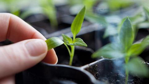 ÜLESKUTSE ⟩ Näita oma taimebeebisid ja võida pääse Maamessile!