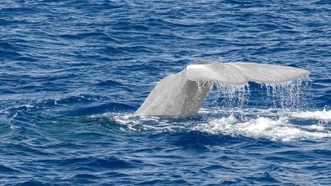 AJALOOLINE AVASTUS ⟩ Vees nähti ujumas üliharuldast looma