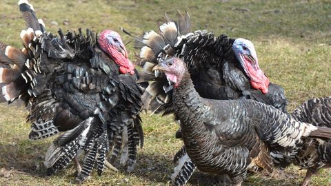 Kummaline kohtuvaidlus: 20 tonni kalkuni munandeid tellinud Itaalia firma jäi tühjade kätega