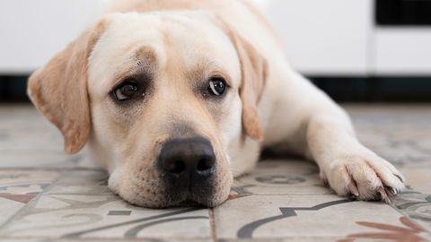 VIDEO ⟩ Turvakaamera paljastus: üksi koju jäänud koer sattus väga ohtlikku olukorda