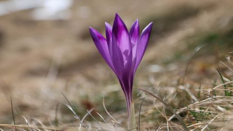 PÄEVAHOROSKOOP ⟩ 12. märts: Neitsi loovus vajab rakendust, Amburile on praktiline meel suureks abiks