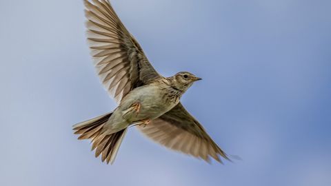 LOODUSFOTO ⟩ Põldlõoke on väsimatu laulik